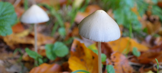 BIESZCZADY: Zbierali grzybki halucynogenne na terenie Parku Narodowego