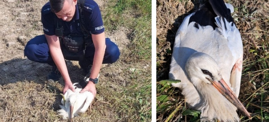 REGION. Ranny bocian. Nie mógł poderwać się do lotu. Pomógł policjant (ZDJĘCIA)