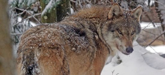 Jest decyzja o odstrzale 3 wilków. „Liczne ślady. Dwa osobniki bez strachu tuż obok ludzi” (VIDEO, ZDJĘCIA)