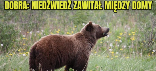 DOBRA: Niedźwiedź zawitał między domy (VIDEO)