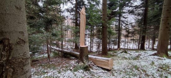 Kradli drewno… ale mieli pecha (FOTO)