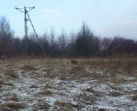 INTERWENCJA: Bliskie spotkanie z wilkiem? Zdjęcia Internauty