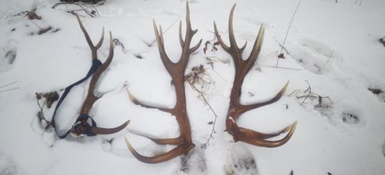 Mieszkaniec Komańczy znalazł rekordowe poroże. Waży 9 kg! (FOTO)