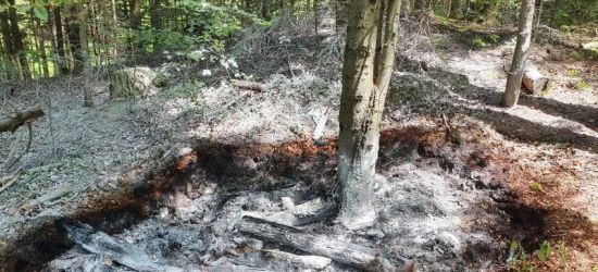 Pożar lasu przy szlaku turystycznym (FOTO)