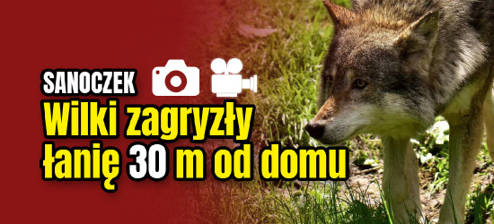 SANOCZEK. Atak wilków 30 m od domu. Zagryziona łania (DRASTYCZNE ZDJĘCIA)