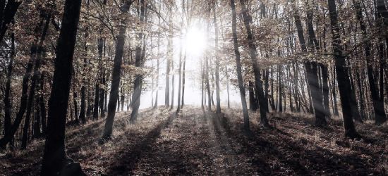 PODKARPACIE. 44-latka zostawiła pożegnalny list. Leżała w lesie