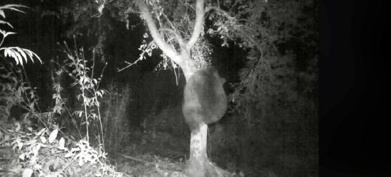 BIESZCZADY: Sprytny złodziej słodkich jabłek (VIDEO)