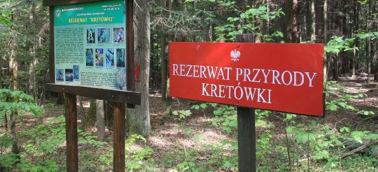 Udana restytucja cisa na Podkarpaciu