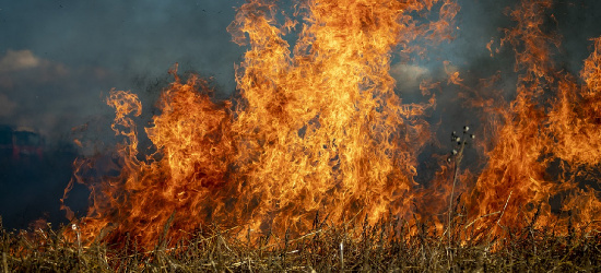 Ogień strawił blisko 200ha traw