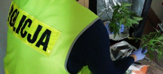 HUMNISKA: 27-latek odpowie za przestępstwa narkotykowe (ZDJĘCIA)