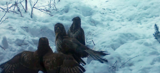 BIESZCZADY: Myszołowy rozsiadły się do posiłku. Zadziorne ptaszki (VIDEO)