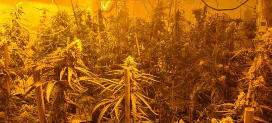 PODKARPACIE. Zlikwidowana duża plantacja konopi! 143 krzewy i 6 kg narkotyków (ZDJĘCIA)