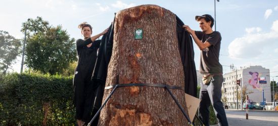 Nowy pomnik stanął w stolicy. Pień starej jodły (ZDJĘCIA)