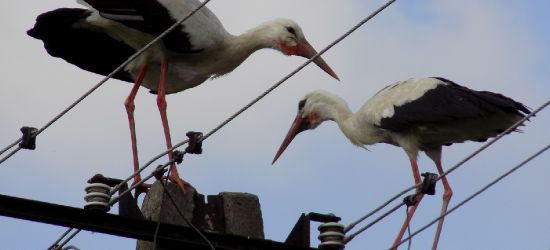 OTRZYMALIŚMY: Bociany ładują akumulatory przed odlotem (FOTO)