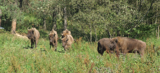 BIESZCZADY: Żubry dokładnie policzone! (ZDJĘCIA)