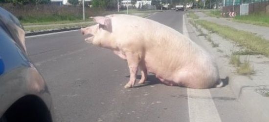 PODKARPACIE: Świnia na ulicy. Uciekła z transportu do ubojni