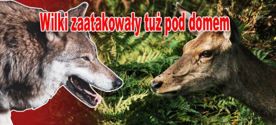 BIESZCZADY. Wilki rozszarpały ciężarną łanię. Tuż pod zamieszkałym domem (DRASTYCZNE. VIDEO, ZDJĘCIA)