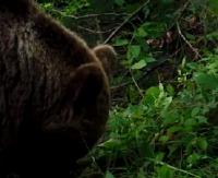 BIESZCZADY: Niedźwiedzie czereśniami nie pogardzą (FILM)