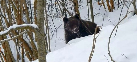 BIESZCZADY: „Czemu nie śpisz?!” Rozmowy leśniczego z miśkiem (VIDEO)