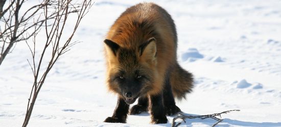 Wzmożona aktywność dzikiej zwierzyny. Apel do mieszkańców