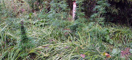 Plantator konopi indyjskich przyłapany na gorącym uczynku (ZDJĘCIA)