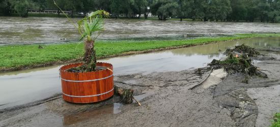 Co zostało z piaszczystej plaży nad Sanem? Palma przetrwała! (VIDEO, ZDJĘCIA)