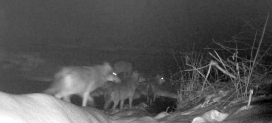 BIESZCZADY: Wataha ruszyła za rzekę (VIDEO)