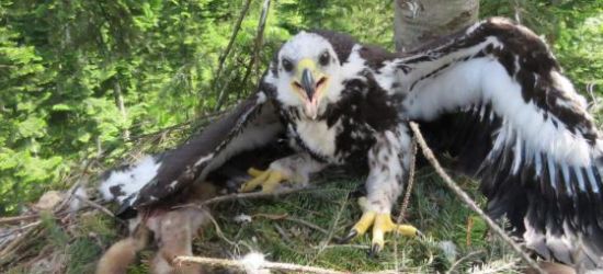 BIESZCZADY: Odbudowali orle gniazdo (ZDJĘCIA)
