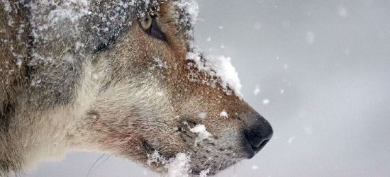 ATAK WILKÓW: Łania znaleziona 10 metrów od domu (ZDJĘCIE)