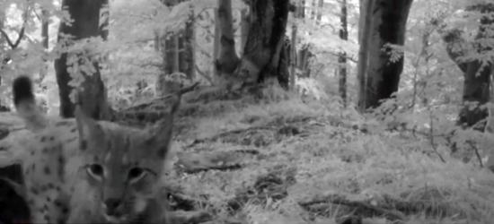 BIESZCZADY: Ryś zagląda w oko fotopułapki (VIDEO)