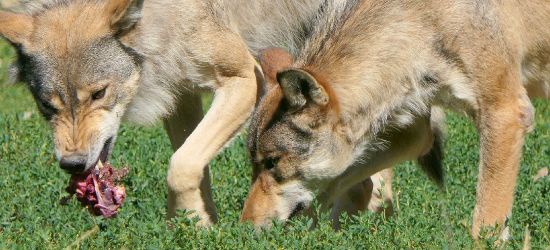 14 wilków rozszarpało bydło. Przebiegły obok gospodarza! (DRASTYCZNE ZDJĘCIA)