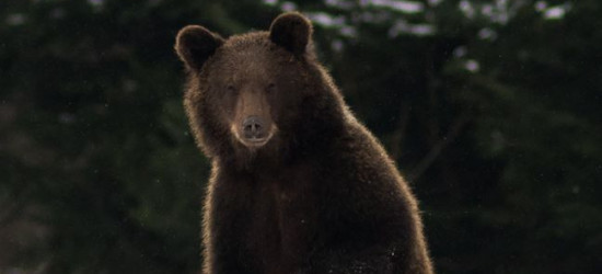 „Cześć, mogę Cię zjeść?”. Bieszczadzki żarcik przed południem (FOTO)