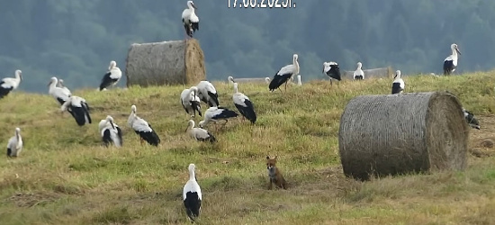 BIESZCZADY: Bociany zwołują sejmiki. Wyjątkowe nagranie (VIDEO)