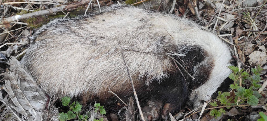 BIESZCZADY. Makabryczne znalezisko. Kilkanaście zabitych zwierząt przy drodze (DRASTYCZNE ZDJĘCIA)