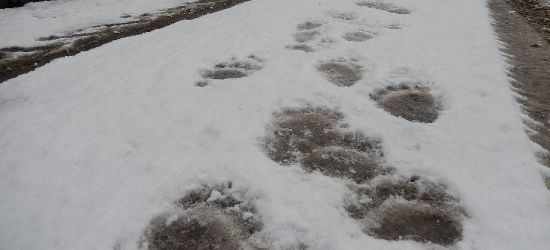 W Bieszczadach robi się biało