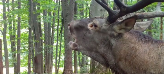 BIESZCZADY: Trwa rykowisko. Fantastyczne nagranie z fotopułapki! (VIDEO)
