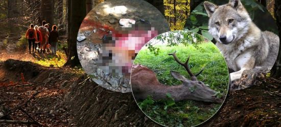 Jelenie wypatroszone przez wilki straszą turystów. Wójt Cisnej: niech obrońcy wilków przyjadą i to posprzątają! (ZDJĘCIA 18+)