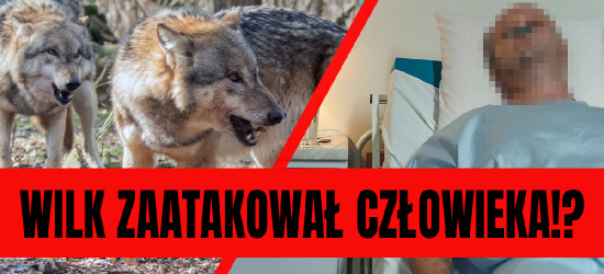 Poraniony mężczyzna leży w szpitalu: Zaatakował mnie wilk!