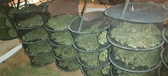 Policjanci zabezpieczyli około 17 kg narkotyków i zlikwidowali plantacje (ZDJĘCIE)