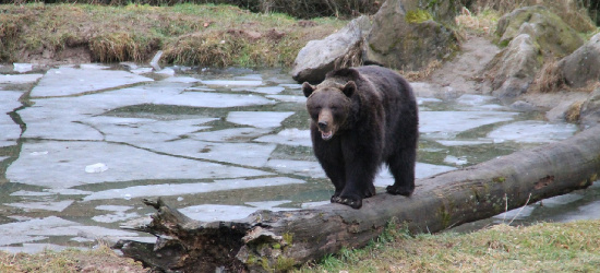 Wybierając się do lasu, zachowajmy szczególną ostrożność!