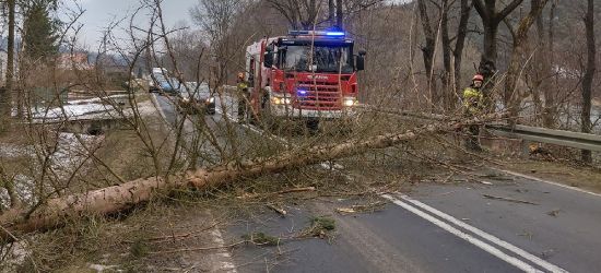 Krok od tragedii. Drzewo spadło tuż przed samochód! (ZDJĘCIA)