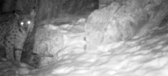 BIESZCZADY: Nocne spacery rysia z Polanek (VIDEO)