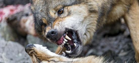LALIN: Podgryzione gardła i wyjedzone wnętrzności. Wilki zagryzły 24 owce pod Sanokiem