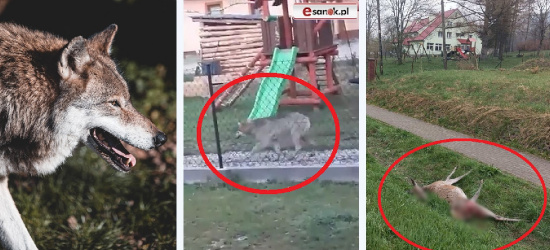 WETLINA, KALNICA. Wilk na placu zabaw. Łania zagryziona obok przedszkola! (VIDEO, DRASTYCZNE ZDJĘCIA)