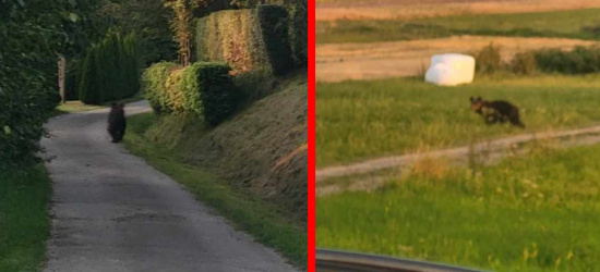 Niedźwiedź spacerował sobie w najlepsze. Komunikat (ZDJĘCIA)