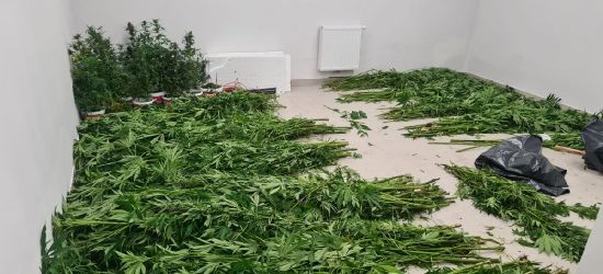 Zlikwidowano trzy nielegalne plantacje (ZDJĘCIA)