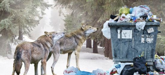 Sekcja zwłok odstrzelonych wilków. Jadły ze śmietników (VIDEO, ZDJĘCIA)