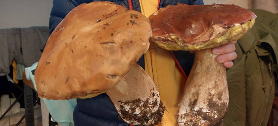 Grzyby giganty! Pełne koszyki! NOWE ZDJĘCIA