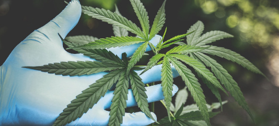 Niemcy legalizują marihuanę! Nawet 30 gr na osobę