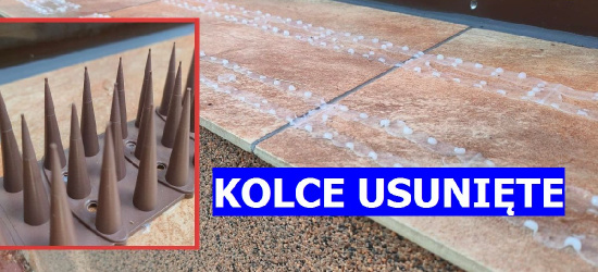 Kolce zniknęły. „Kto będzie odpowiadał za bezpieczeństwo”? (FOTO)